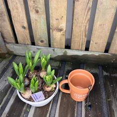 Hyacinth Bowl