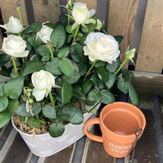 Large Planted Rose 