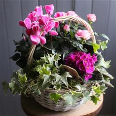 Pink Flowering Basket