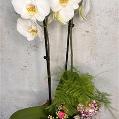 Special Orchid Planter