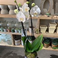 Phalaenopsis Orchid