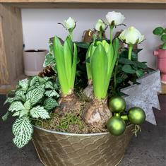 White Christmas Plant Arrangement