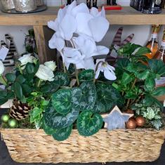White Cyclamen &amp; Rose  Christmas Planter