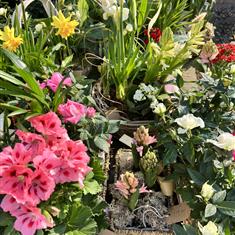 Assorted Planted Basket