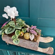 Sleigh Ride Planter