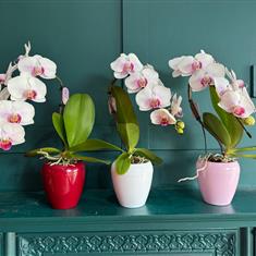 Phalaenopsis Swan Hot Lips Orchid