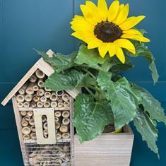 Bug Hotel and Sunflower Plant