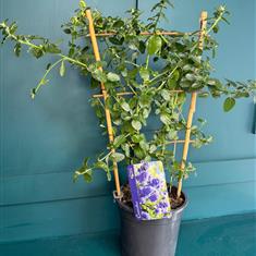 Blue Ceonothus Garden Plant