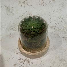 Succlent Glass Dome 