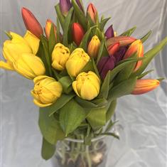 British Tulips On The Bulb