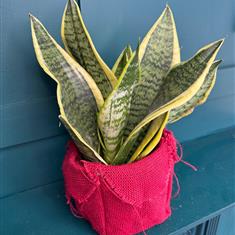 Snake Plant  Mother in Laws Tongue House plant