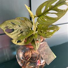 Glass Bowled Aqua Monstera
