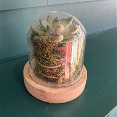 Domed Echeveria 