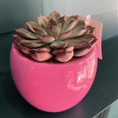 Echeveria In Ceramic Pot