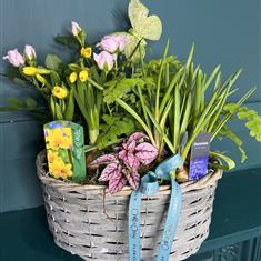 Medium Planted Basket 