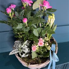 Standard Planted Basket