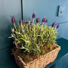 Large Lavender Planter 