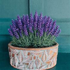 Lavender Pot