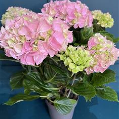 Hydrangea Plant